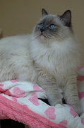 RAGDOLLS 029